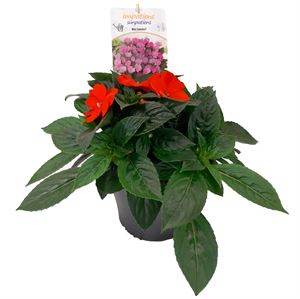 Afbeelding van EJ Impatiens NG P19 sunpatiens Orange Impr.